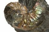 Iridescent Ammonite (Hoploscaphities) Fossil - South Dakota #318818-1